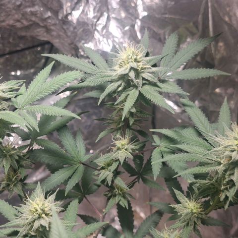 Half Moon growlog timeline photo
