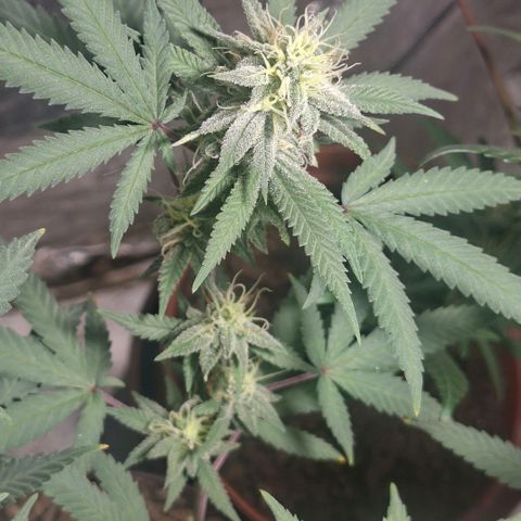 Half Moon growlog timeline photo