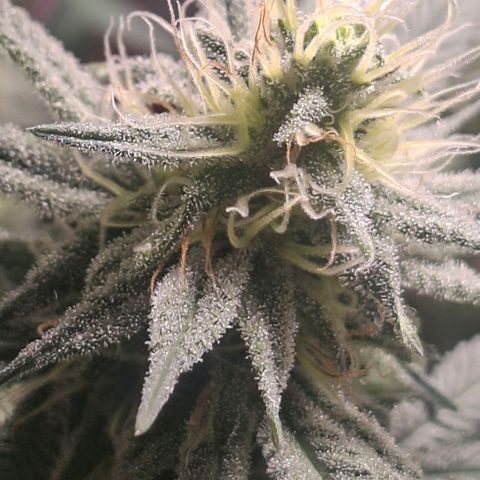 Half Moon growlog timeline photo