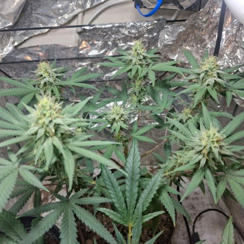 Half Moon growlog timeline photo