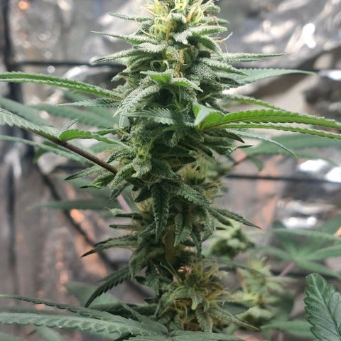 Half Moon growlog timeline photo