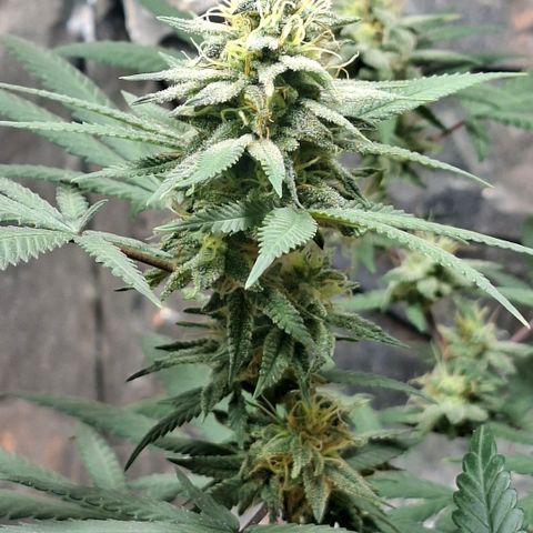 Half Moon growlog timeline photo