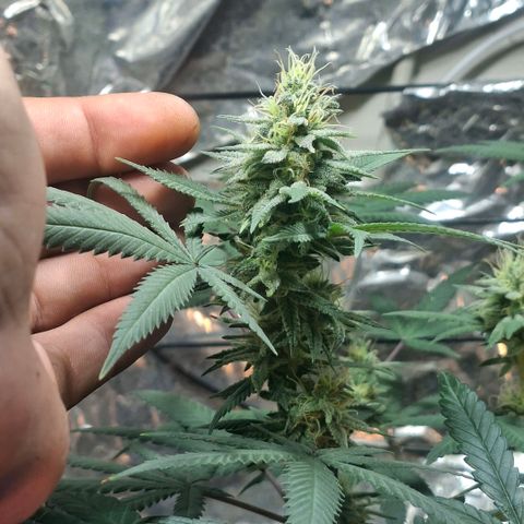 Half Moon growlog timeline photo