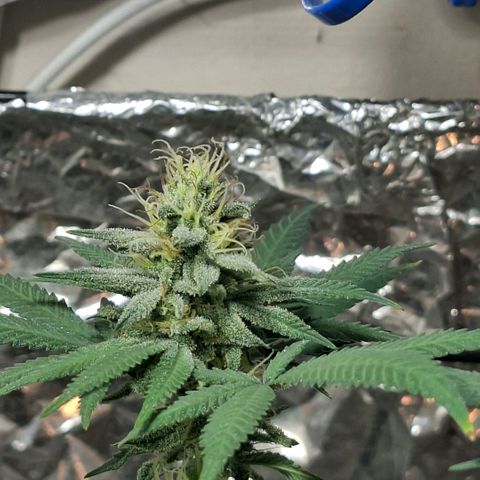 Half Moon growlog timeline photo
