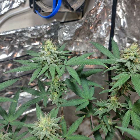 Half Moon growlog timeline photo