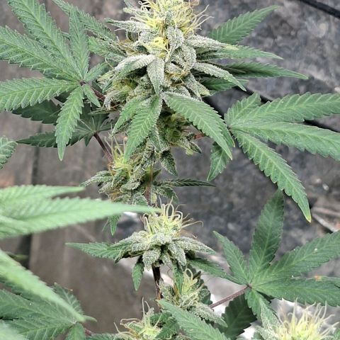 Half Moon growlog timeline photo