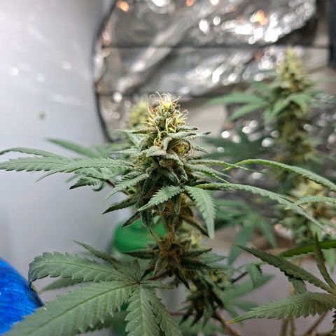 Half Moon growlog timeline photo