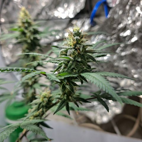 Half Moon growlog timeline photo