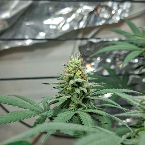 Half Moon growlog timeline photo