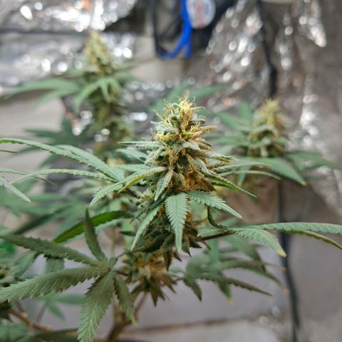 Half Moon growlog timeline photo