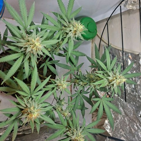 Half Moon growlog timeline photo