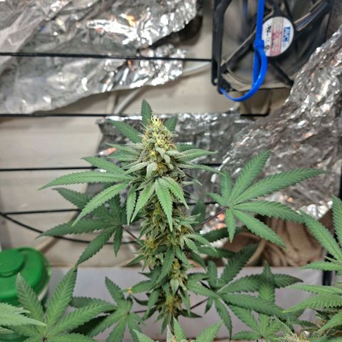Half Moon growlog timeline photo
