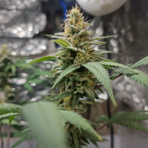 Half Moon growlog timeline photo