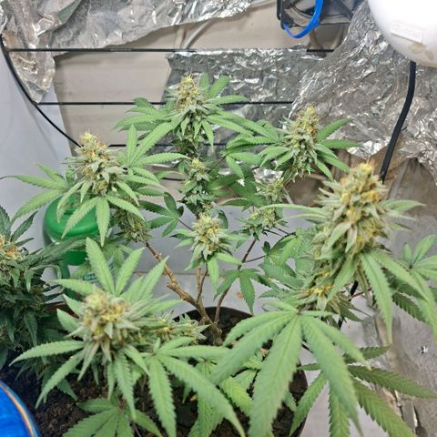 Half Moon growlog timeline photo