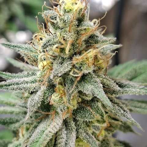 Half Moon growlog timeline photo