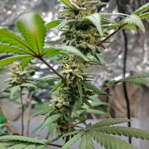 Half Moon growlog timeline photo