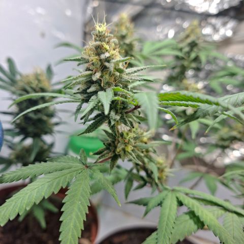 Half Moon growlog timeline photo