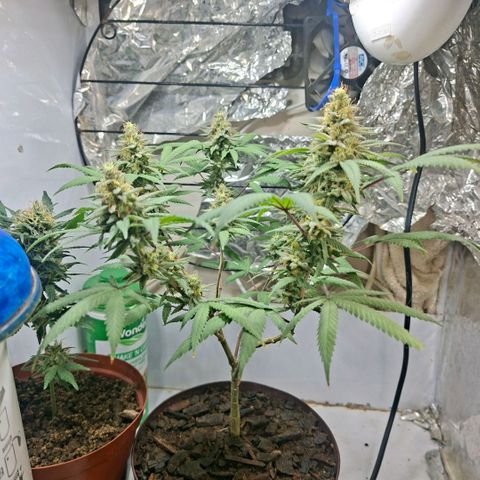 Half Moon growlog timeline photo