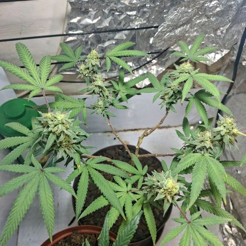 Half Moon growlog timeline photo