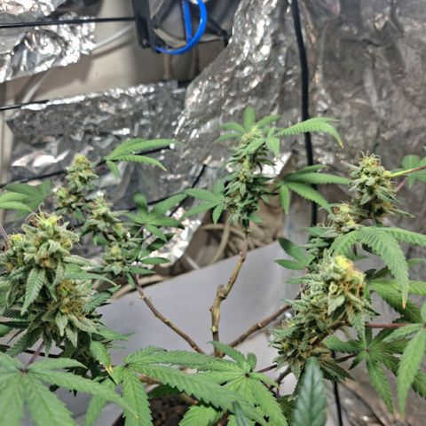 Half Moon growlog timeline photo
