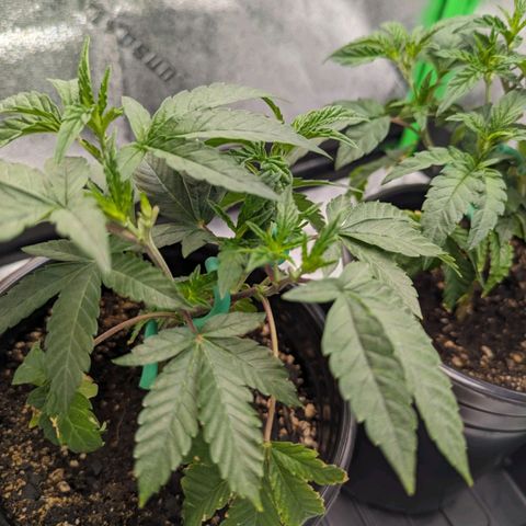 Ice Cream Cake #1 growlog timeline photo