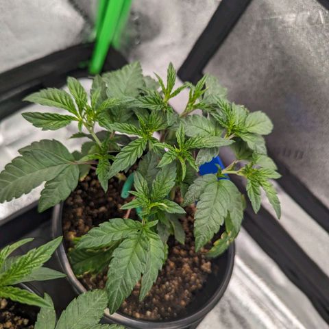 Ice Cream Cake #2 growlog timeline photo