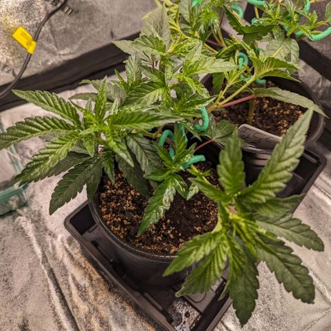 Ice Cream Cake #1 growlog timeline photo