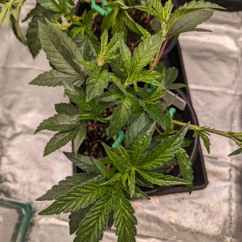 Ice Cream Cake #1 growlog timeline photo