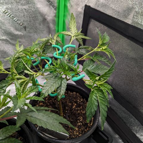 Ice Cream Cake #2 growlog timeline photo