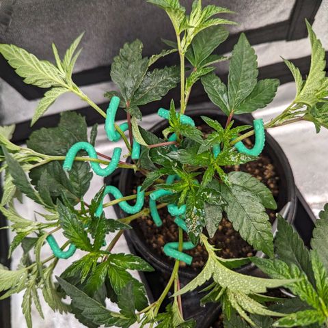 Ice Cream Cake #2 growlog timeline photo