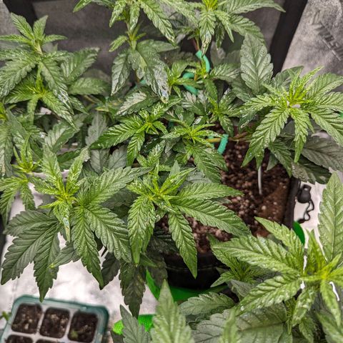 Ice Cream Cake #2 growlog timeline photo