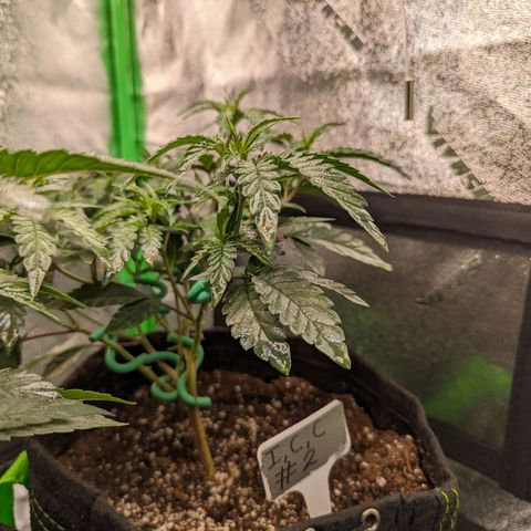 Ice Cream Cake #2 growlog timeline photo