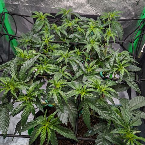 Ice Cream Cake #2 growlog timeline photo