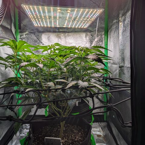 Ice Cream Cake #2 growlog timeline photo