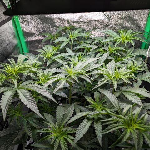 Ice Cream Cake #2 growlog timeline photo