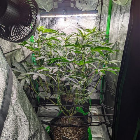 Ice Cream Cake #2 growlog timeline photo