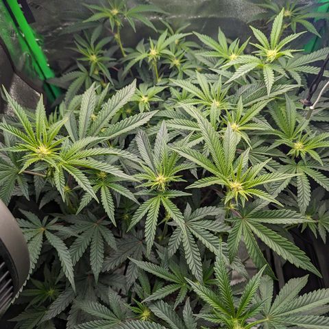 Ice Cream Cake #2 growlog timeline photo