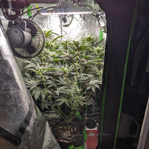 Ice Cream Cake #2 growlog photo: Week 4 