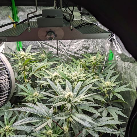Ice Cream Cake #2 growlog photo: Week 4 