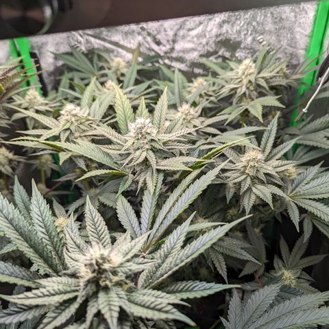 Ice Cream Cake #2 growlog timeline photo