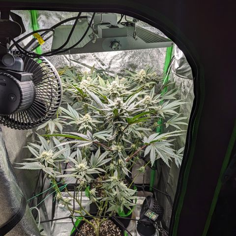 Ice Cream Cake #2 growlog timeline photo