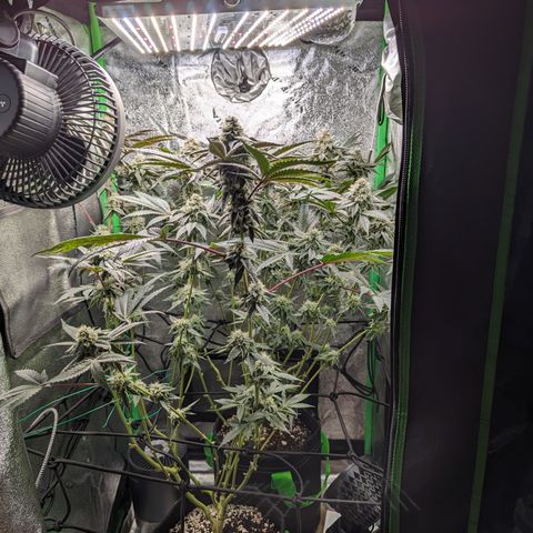 Ice Cream Cake #2 growlog timeline photo