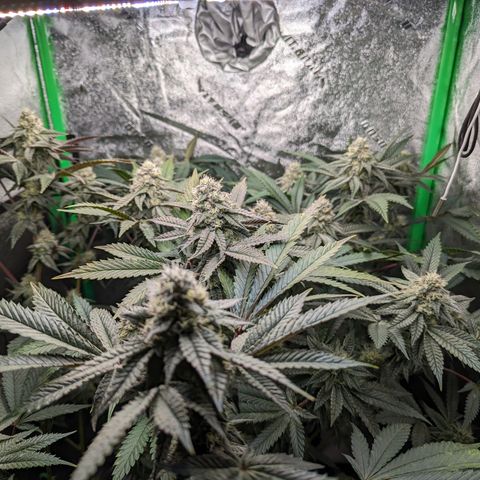 Ice Cream Cake #2 growlog timeline photo