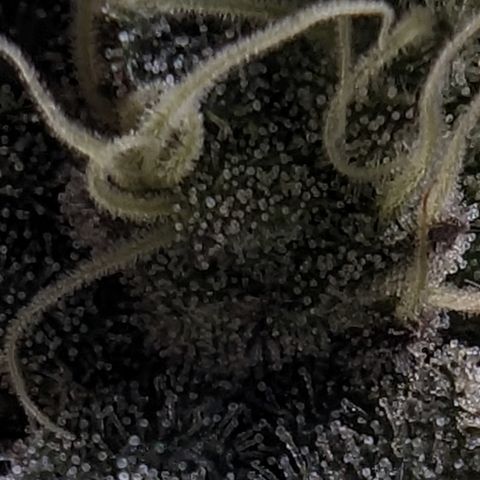 Ice Cream Cake #2 growlog timeline photo