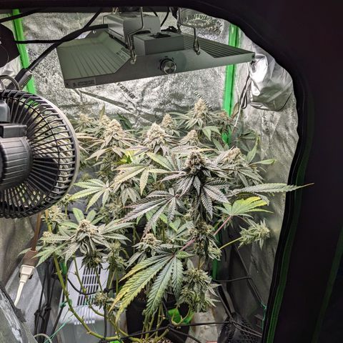 Ice Cream Cake #2 growlog timeline photo