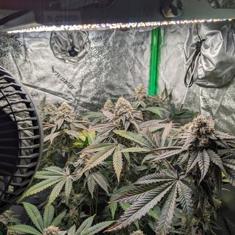 Ice Cream Cake #2 growlog timeline photo