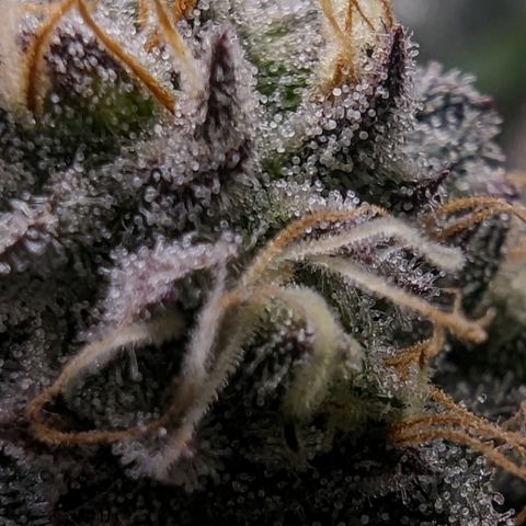 Ice Cream Cake #1 growlog timeline photo