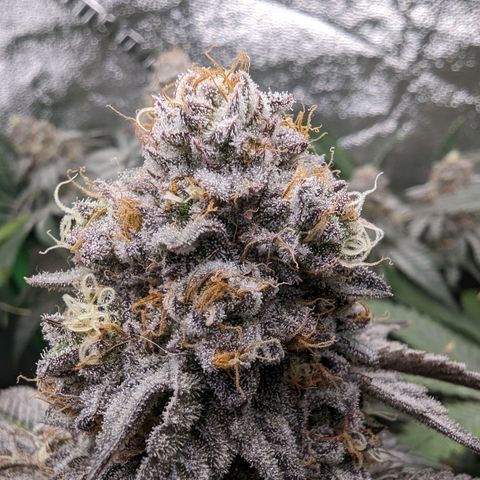 Ice Cream Cake #1 growlog timeline photo