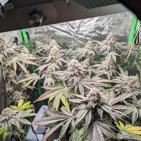 Ice Cream Cake #1 growlog timeline photo