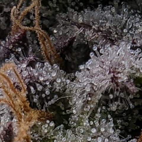 Ice Cream Cake #1 growlog timeline photo